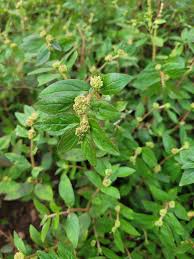 Image result for Euphorbia hirta