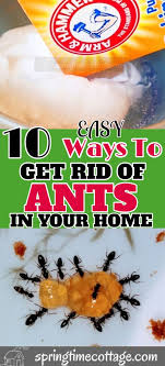 10 Ways To Get Rid Of Ants Naturally Get Rid Of Ants Rid Of Ants Ants
