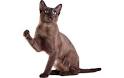 Tonkinese Cat Pictures and Information - Cat-Breeds