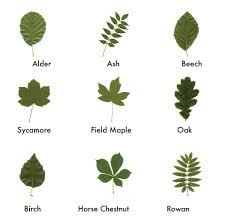 british trees leaves identification google search tree