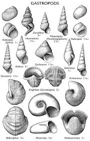 Il Fossils Fossils Seashell Tattoos Geology