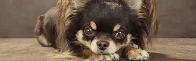 However, matting, dirt, and debris can spoil the dog's long silky hair; Long Haired Dogs Top Breeds And Grooming Needs Petfinder
