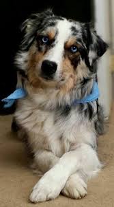 A border aussie mix will result in a dog that is intelligent, hardworking and focused on any job given to them. Aussieollie Dog Australian Shepherd Blue Merle Merle Australian Shepherd Collie Dog