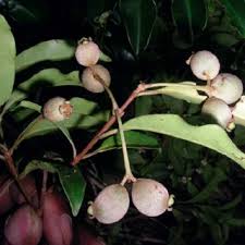 Image result for Eugenia natalitia