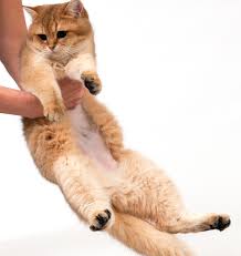 Theoretisch ist eine kastration bei katzen ab der 6. Kastration Und Sterilisation Bei Katzen Der Richtige Zeitpunkt