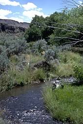 These vegetated buffers are complex ecosystems that provide food and habitat for unique plant and animal species, and are Riparian Zone Wikipedia