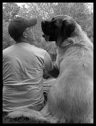 Mans Best Friend Mastiffs English Mastiff Baby Dogs