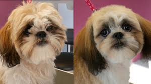Top 10 popular shih tzu haircuts (30+ pictures) 1. Grooming Guide Shih Tzu Puppy Head Grooming 24 Youtube