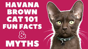 Havana animal hospital emergency veterinary services. Havana Brown Cats 101 Fun Facts Myths Youtube