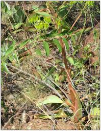 Image result for Aloe welwitschii