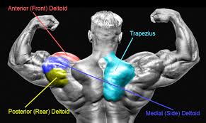 Shoulder Workouts Bigger Wider And Rounder Delts