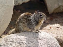 What scientists say on how to get rid of ground squirrels. California Ground Squirrel Wikipedia