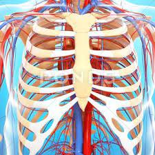 Anatomy of the chest, abdomen, and pelvis was produced in part due to the generous funding of the david f. Chest Anatomy Artwork Stock Images Page Everypixel