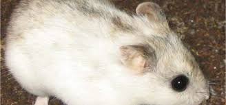 Put their habitat in the right place. The Different Types Of Dwarf Hamster Online Hamster Care