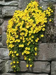 We did not find results for: Delosperma Nubigenum Hardy Yellow Ice Plant Dummer ç¶ æ‰‹æŒ‡ æœ€å°ˆæ¥­çš„é¤ŠèŠ±app