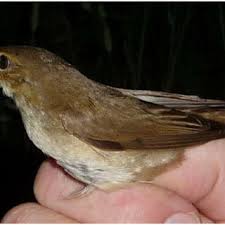 We did not find results for: The Hybrid Between Reed Warbler And Marsh Warbler Acrocephalus Download Scientific Diagram