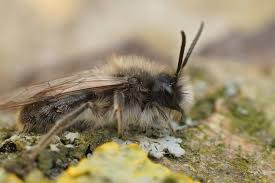 Image result for Bombus wurflenii
