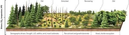 A look at the hottest celebrity relationships, pregnancies & break ups Pervasive Shifts In Forest Dynamics In A Changing World Science