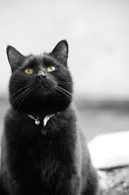 Corto Soon My Birthday Pretty Cats Cat Post I Love Cats