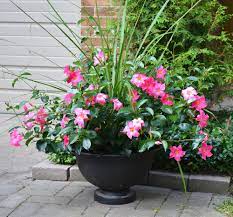 Pin On Backyard Diys