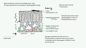 In a plant cell, there can be more than one vacuole; Plant Cell Organisation Aqa Biology B2 Youtube