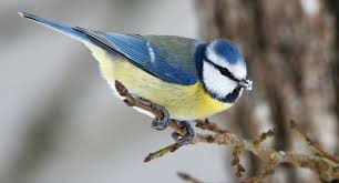 Consoglobe.com vous donne quelques astuces pour bien nourrir les oiseaux à cette période de l'année, savoir quelles graines leur donner. Comment Aider Les Oiseaux En Hiver Actualites Lpo