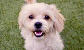 Always wanted a pet? Here are 4 snuggly canines ready to adopt now in