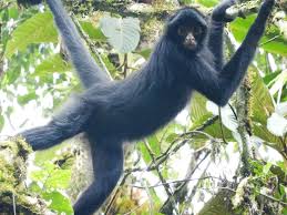 Macaco-Aranha-da-Cara-Preta (Ateles chamek)