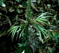 Image result for Pleopeltis  × simiana