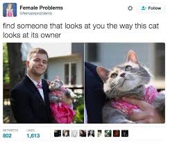 Find Someone That Looks At You The Way This Cat Looks At Its Owner Cute Funny Animals Cats Cat Memes
