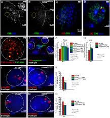 Image result for Meiosperma debile