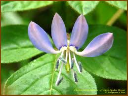 Image result for Cleome rutidosperma