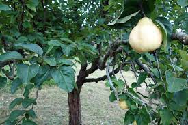 Es un árbol muy fértil, con fruto muy grande, amarillo y oloroso. Arbol Del Membrillo Membrillero Por Mikel Fotografia Turismo De Observacion