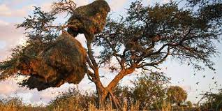 But their range is centered within the northern cape province of south africa. Massive Nests Of Sociable Weavers Endure For Generations And House Other Species As Well
