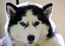 Siberian Husky Dog Breed Information Pictures