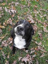 When it comes to these short hair small white dog breeds, they require more attention when it comes to the jack russel has short, smooth and hard hair which can come in white, black or tanned colors. White And Black Short Haired Dog On The Green Ground By Michelle North Photo Stock Snapwire
