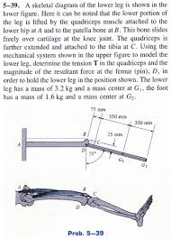 The humerus and the femur are corresponding bones of the arms and legs, respectively. Solved A Skeletal Diagram Of The Lower Leg Is Shown In Th Chegg Com