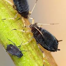 Get free best fly deterrent now and use best fly deterrent immediately to get % off or $ off or free shipping. Homemade Organic Aphid Spray Recipe Dengarden
