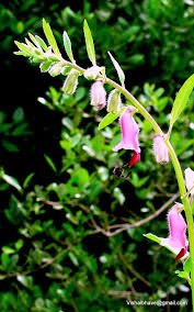 Image result for Sesamum calycinum