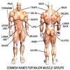Translating muscle names can help you find & remember muscles. 1
