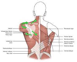 Dec 04, 2017 · trapezius muscle pain is often described as acute or chronic pain that affects a number of small muscles in the upper back and neck. Don T Fall Into The Trap Learn The Different Areas Of Your Traps