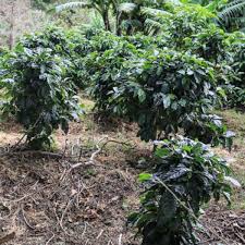 Pepe the frog (/ˈpɛpeɪ/) is an internet meme consisting of a green anthropomorphic frog with a humanoid body. Washed Joe By Schmo Coffee Company