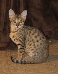 Serval kittens for sale come in a large variety which guarantees that all shoppers find choices befitting their tastes and needs. Savannah Kittens Cats For Sale Oklahoma The Kezkatz Cattery