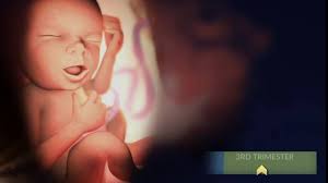 In the third trimester, your little one is getting ready to meet the world!  Take a look at the changes a baby goes through in those final weeks of  pregnancy: