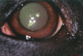 A homályok a lencse peremén alakulnak ki. Https Center Ssi At Smart Users Uni User94 Explorer 43 Wtm Archiv 2003 Wtm 4 2003 Wtm 04 2003 Artikel 1 Pdf