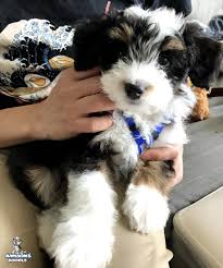 Their aussiedoodle puppies in florida come in standard size and with a variety of coat colors such as merle, parti spotted, apricot, red, cream, black, and cream. Photos And Pictures Of The Cutest Non Shedding Aussiedoodle Puppies