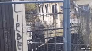 Share the best gifs now >>>. Younow Youtube Trashthread Eingangspost Beachten Seite 299 Gamestar Pinboard