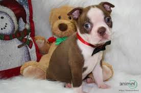 … is a charming boston terrier puppy that loves to be the center of attention. Boston Terrier Puppy In Los Angeles California