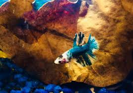 Indian Almond Leaves Keeping Your Fish Happy Naturally