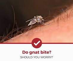 Babyganics natural insect repellent for gnats 5. Do Gnats Bite And Should You Be Worried Pest Strategies